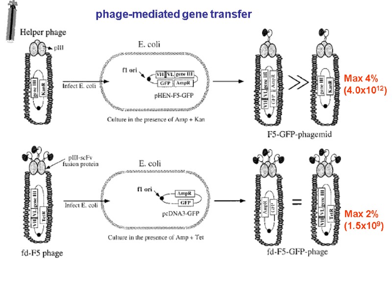 phage-mediated gene transfer Max 4% (4.0x1012) Max 2% (1.5x109)